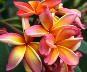 plumeria-790649